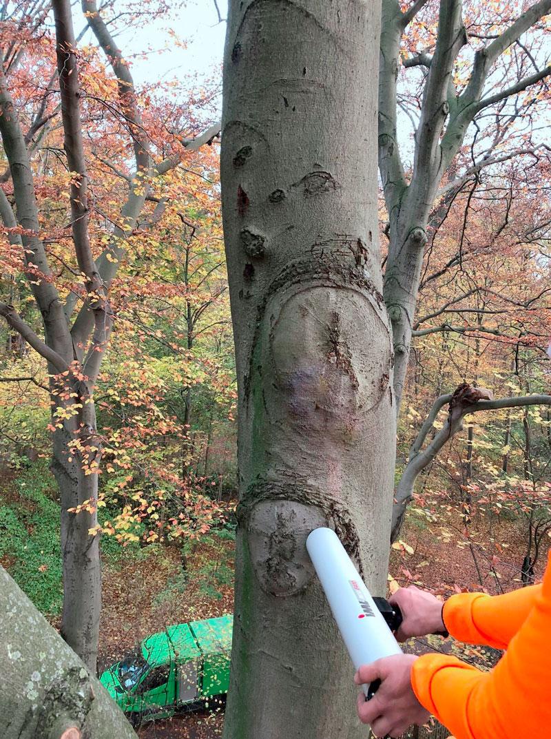 Baumkontrolle durch Experten - Sicherstellung der Gesundheit von Bäumen | Baum-Plus