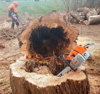 Fachgerechte Entsorgung des Baumes